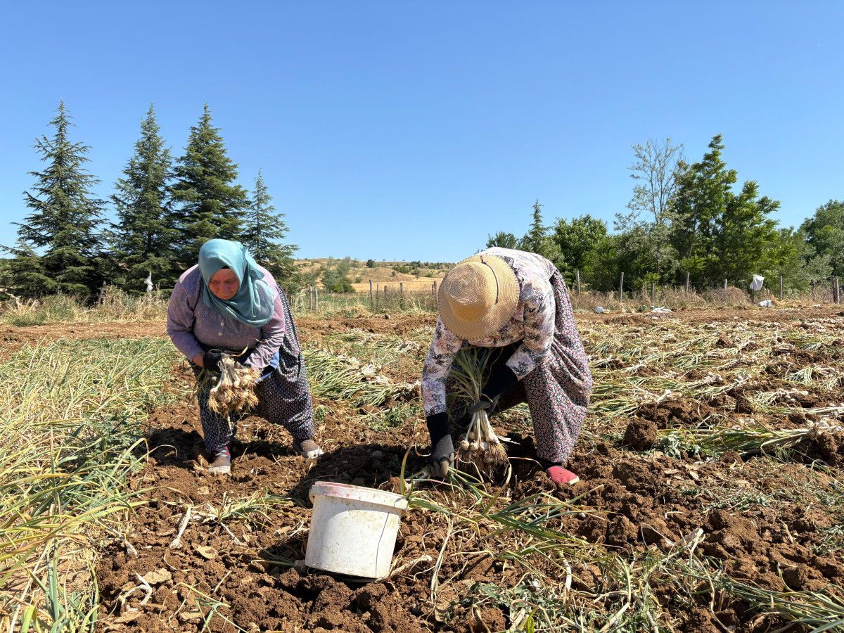 Taşköprü Sarımsağının Hasat Dönemi Başladı