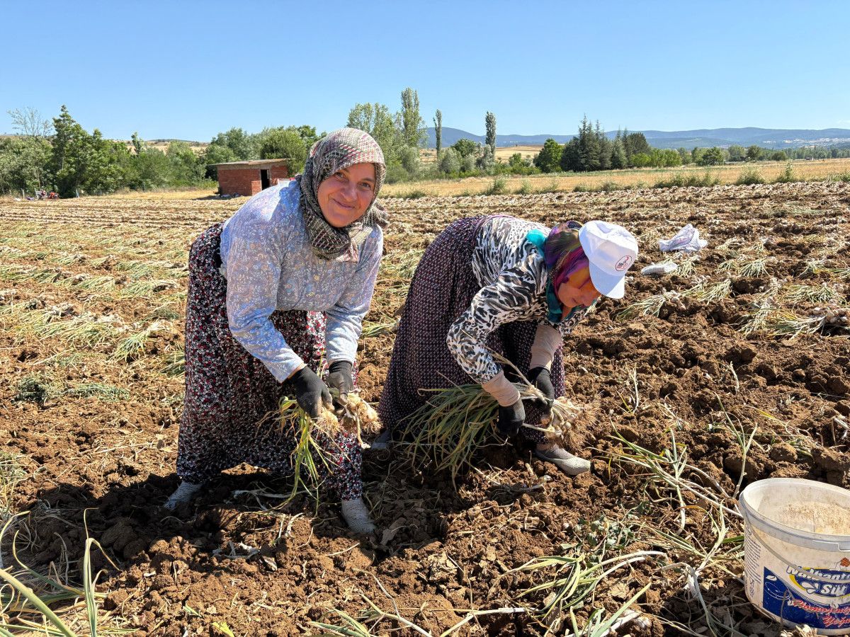 Hasat Süreci ve İşçilik