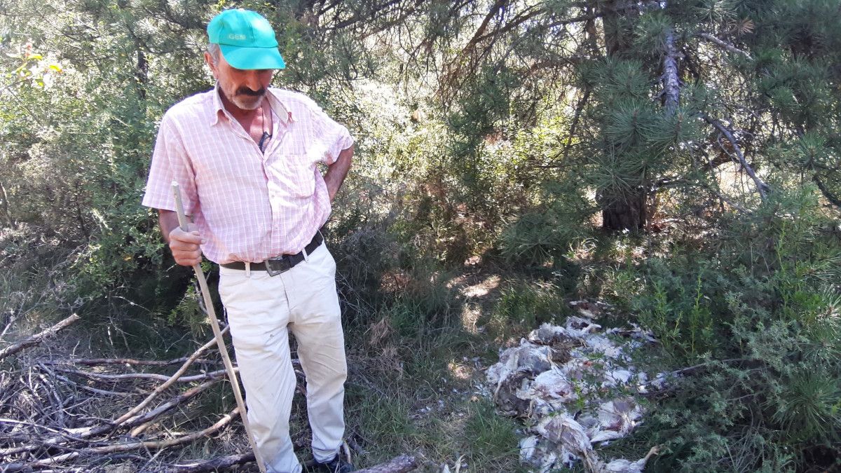 Bolu'nun Bulanık Köyündeki Ormanlık Alanda Ölü Tavuklar Bulundu