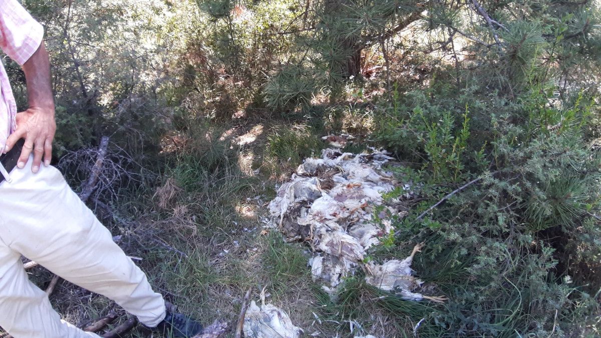 Bolu'nun Bulanık Köyündeki Ormanlık Alanda Ölü Tavuklar Bulundu