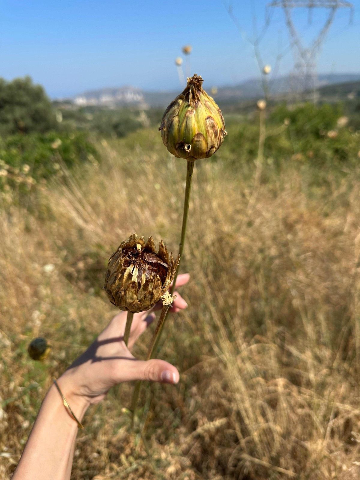Yasalar ve Cezalar