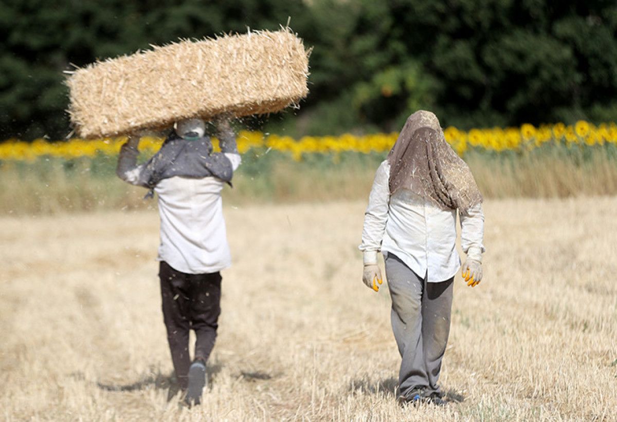 Tarımın Gizli Kahramanları: Balya İşçileri ve Sıcakla Mücadeleleri