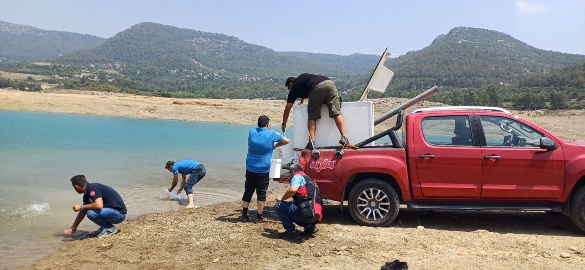 Uzman Ekipler Tarafından Sazan Yavruları Baraja Bırakıldı
