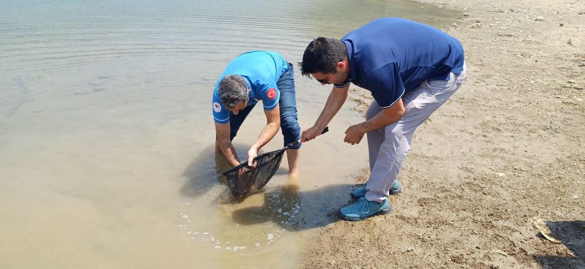 Adana'nın Kozan İlçesinde Doğal Hayatın Güçlendirilmesi İçin Sazan Salımı Yapıldı