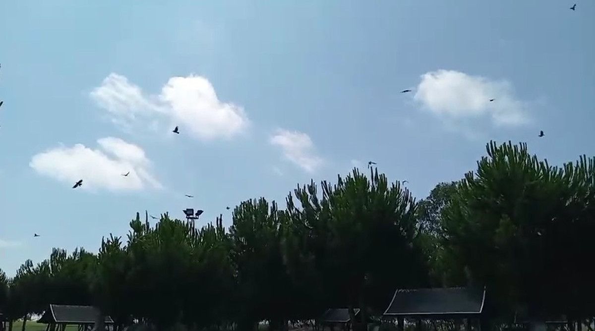 Antalya’nın Serik İlçesinde Kargaların İlginç ve Sıra Dışı Davranışı