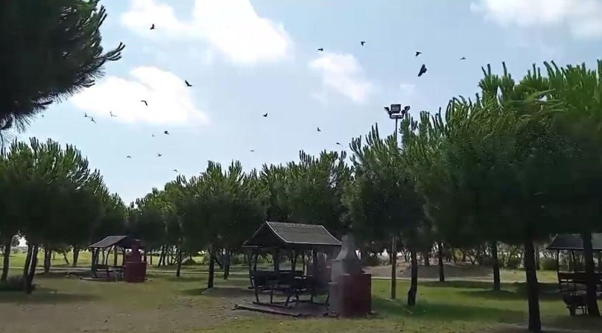 Veteriner Ekipleri ve Doğaya Dönen Karga