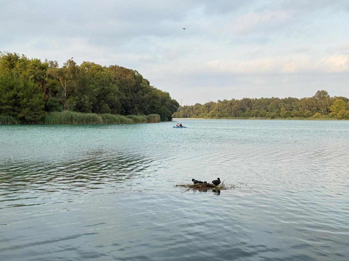Adana'da Karabatakların İlginç Yuva İnşa Süreci