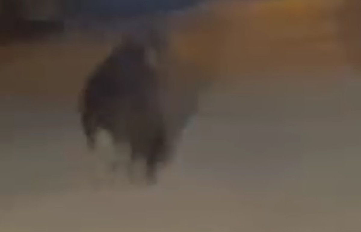Ayı, aracın önünden ilerledi ve kayıplara karıştı