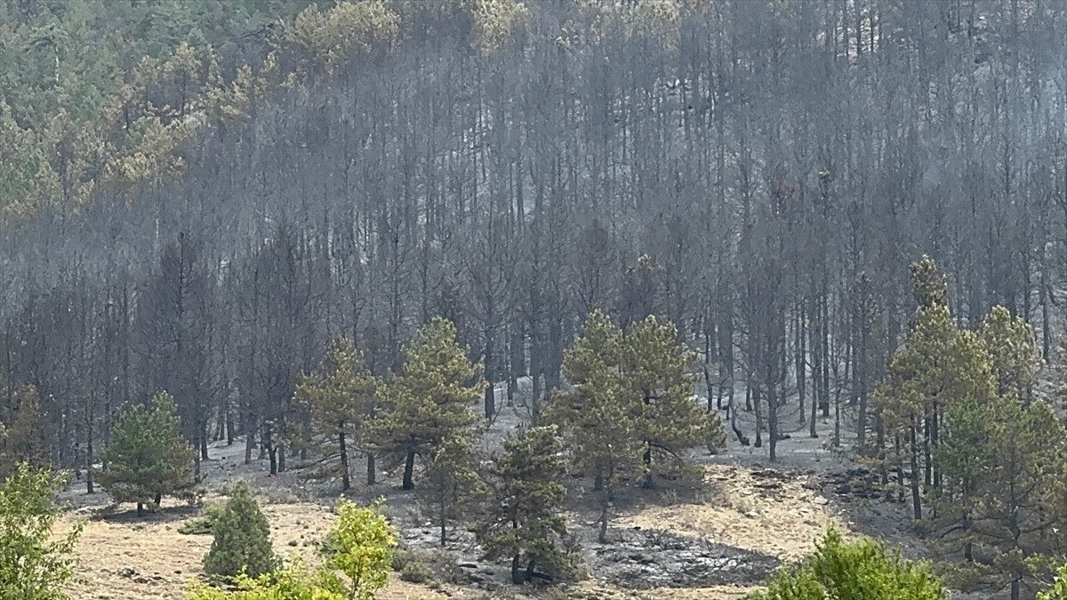 Konya'nın Doğanhisar İlçesinde Orman Yangını ve Güncel Durum