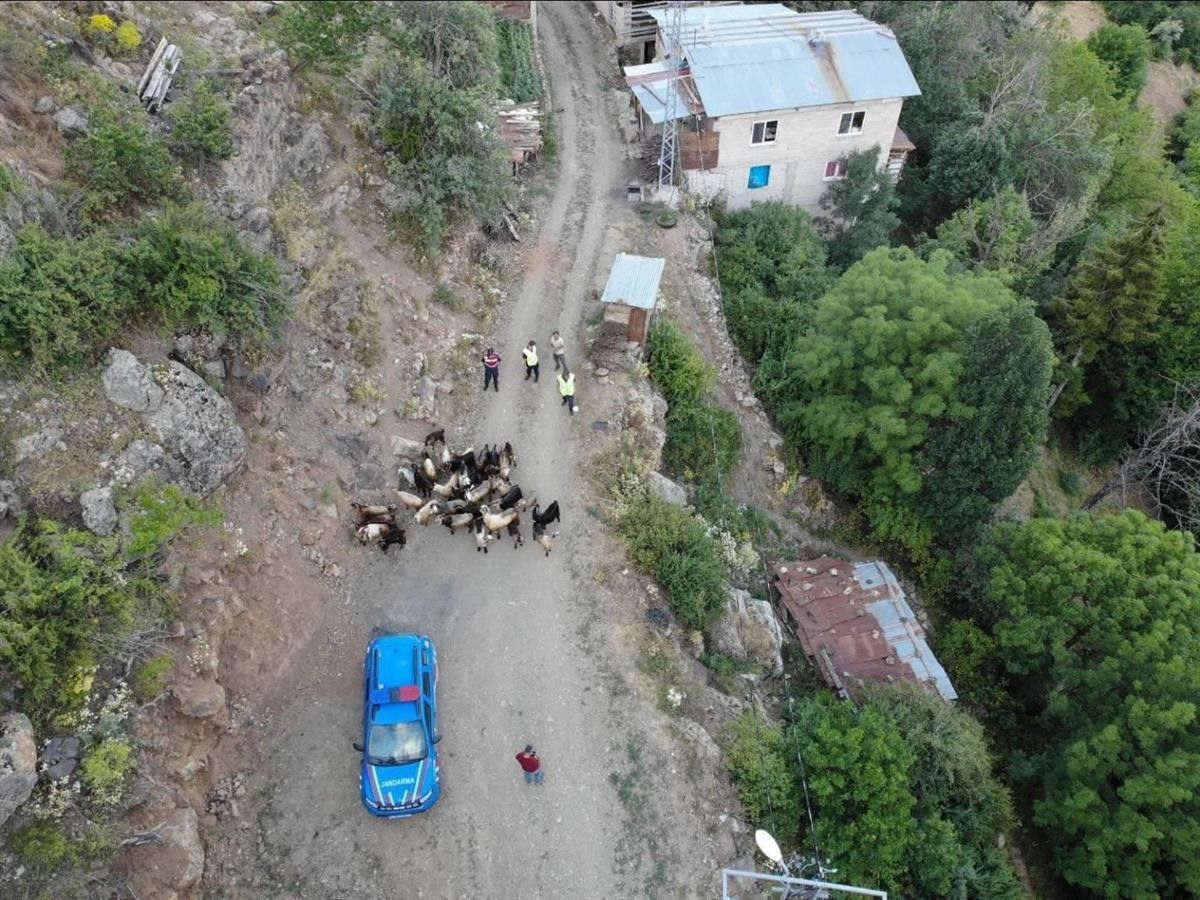 Yusufeli'nin Yüncüler Köyü'nde Hayvan Kurtarma Operasyonu