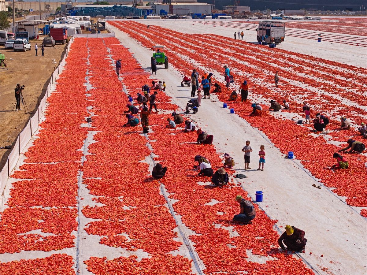 İzmir Torbalı'da Kurutulmuş Domates Sezonu Başladı