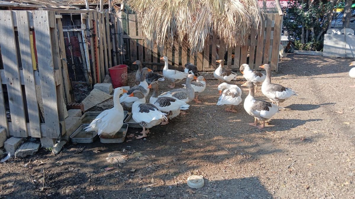 Balıkesir'in Erdek ilçesinde yaşayan Mehmet Keşniş'in çiftlik hayatı ve kazların serüveni