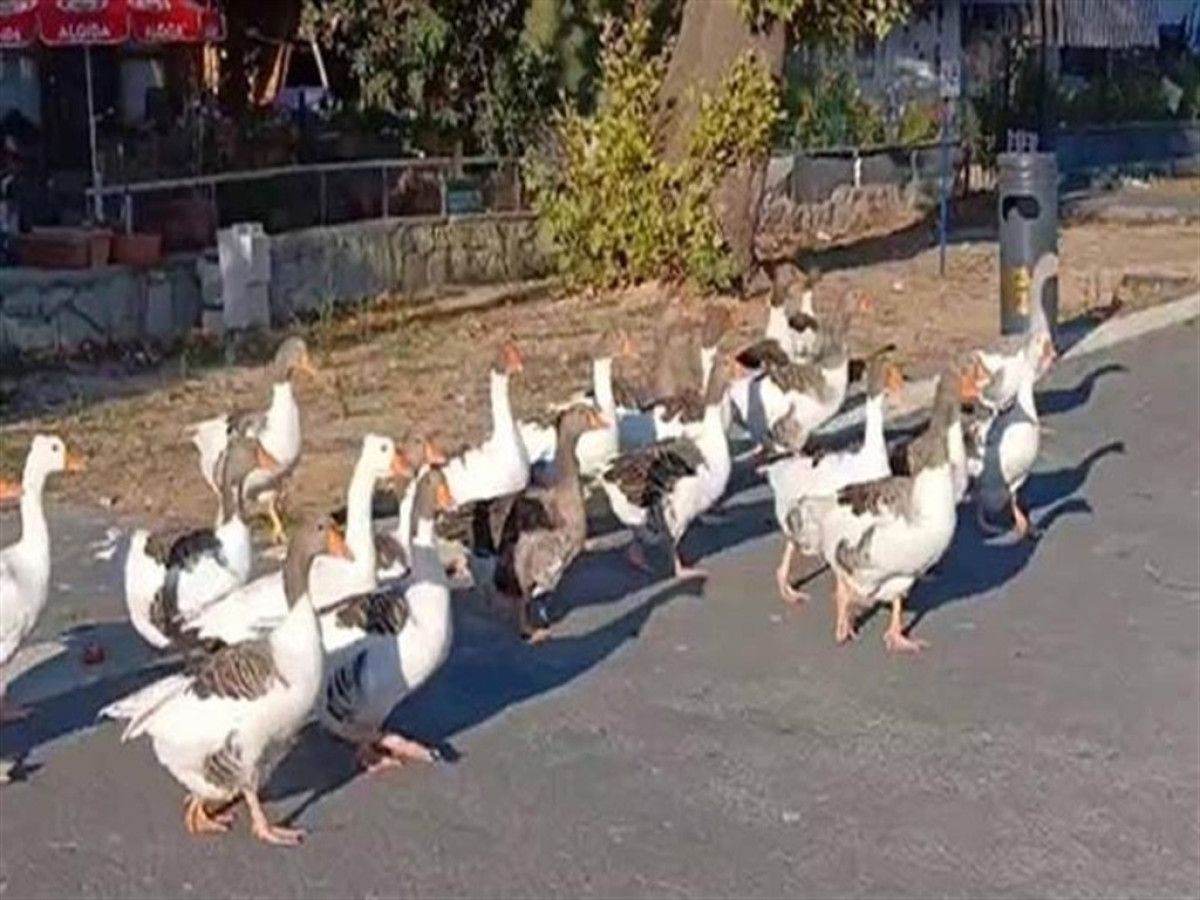 Çevre ve Mahalle Halkının Görüşleri