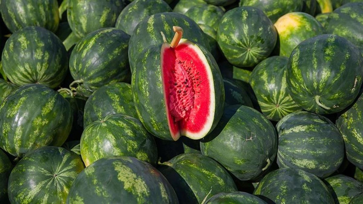Karpuzun Yaz Mevsimindeki Önemi ve Keyfi