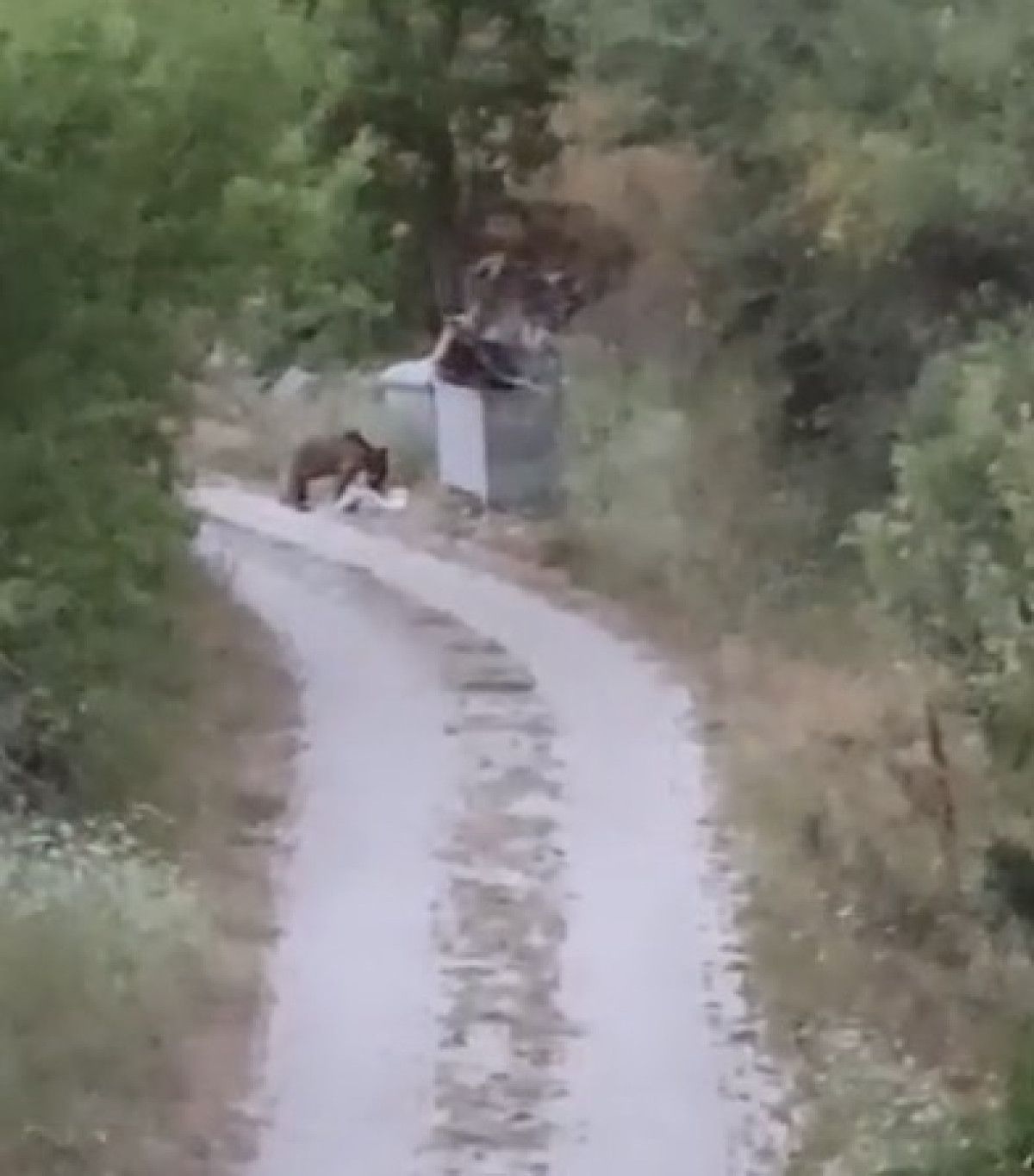 Tokat'ta Aç Ayıların Çöp Karıştırma Olayı Gerçekleştirildi