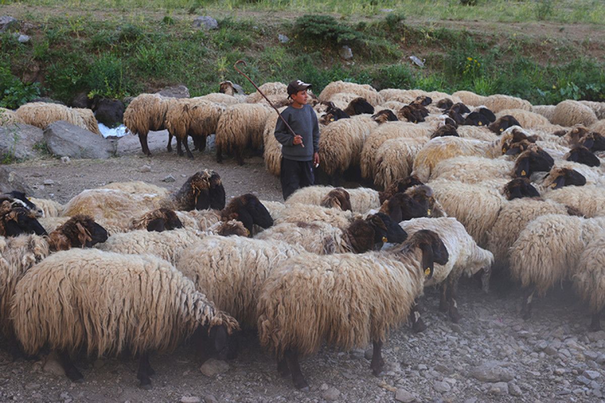 Karnelerini Alıp Ailelerinin Yanına Giden Çocuklar, Çiftliğe Katkı Sağlıyor