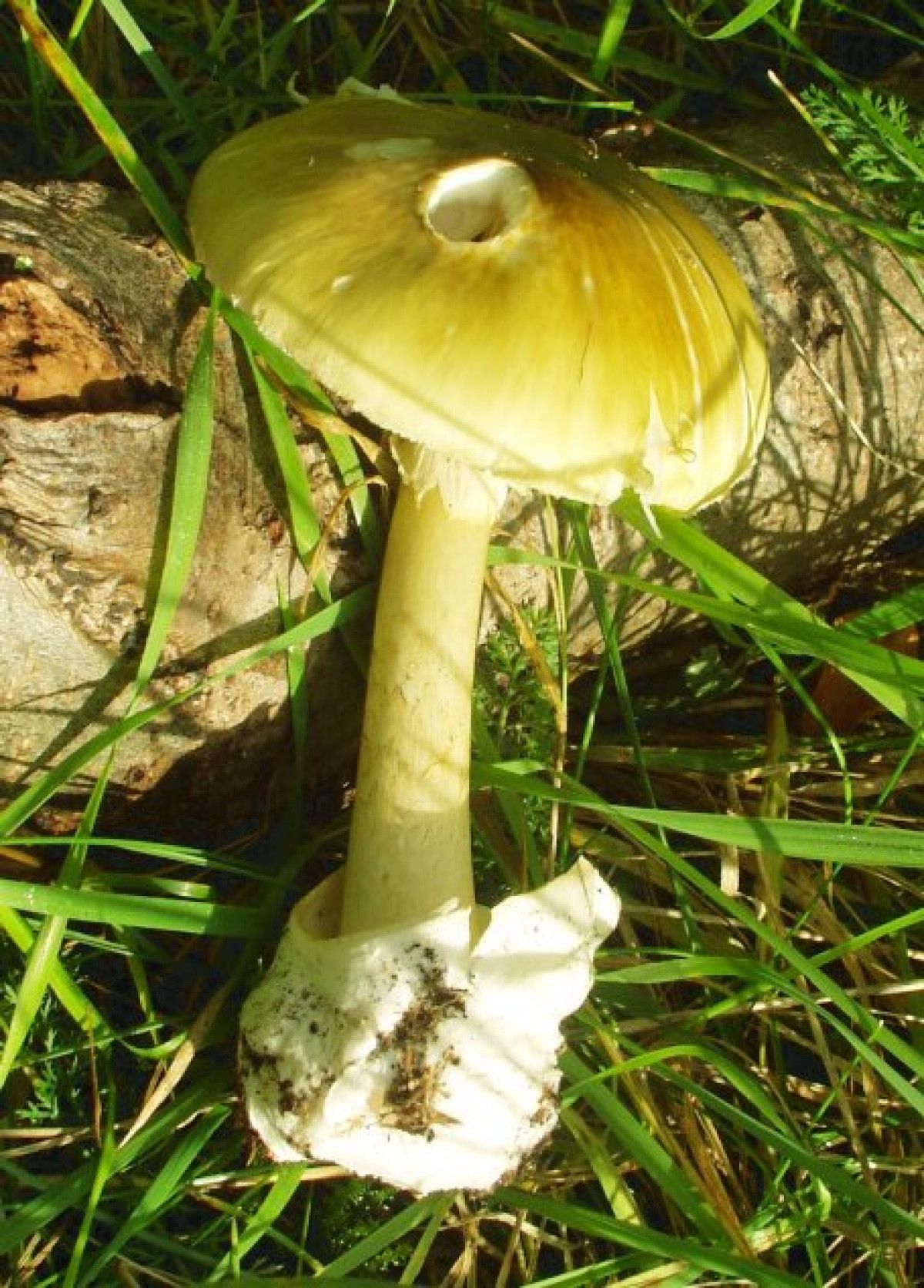 1. Ölüm Şapkası (Amanita phalloides)