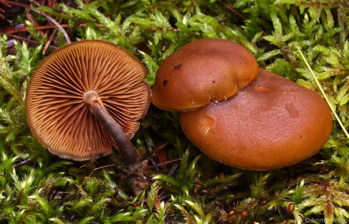 2. Ölüm Meleği (Amanita bisporigera, Amanita virosa, Amanita ocreata)