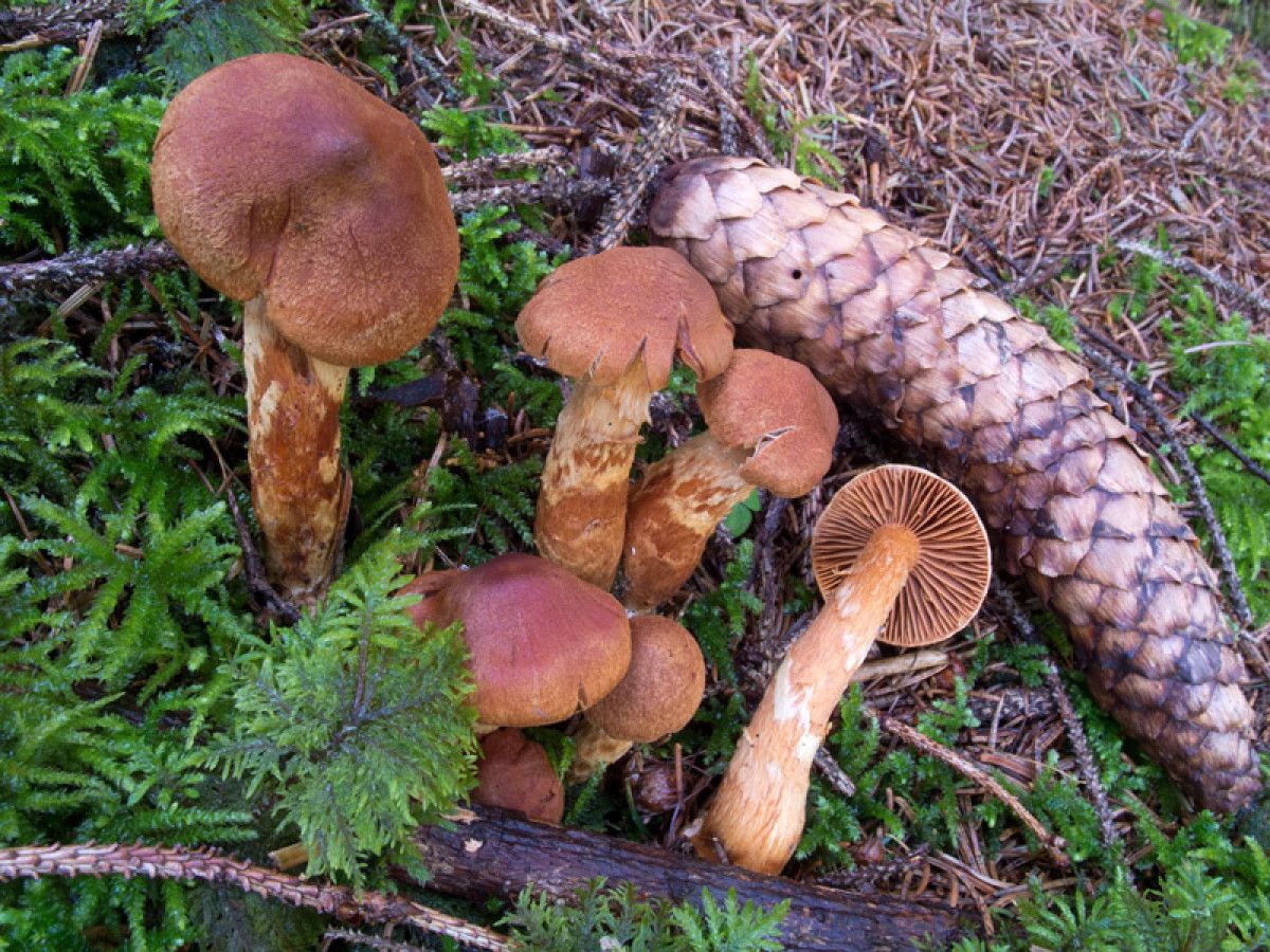 3. Cenaze Çanı (Galerina marginata)