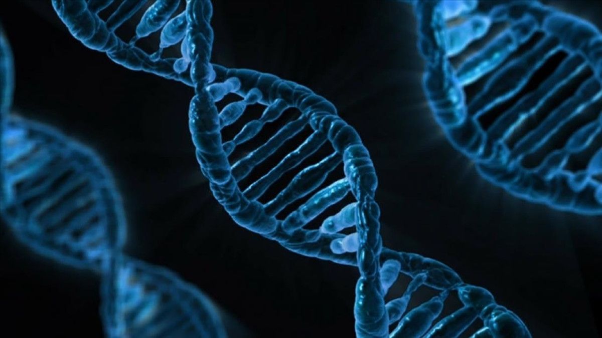 İnsan DNA’sının Temel Yapısı ve Mirasın Yolları