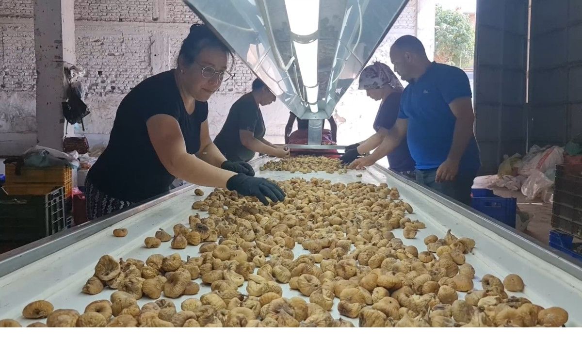 İzmir’in incir üretim merkezi Tire’de, yeni sezon öncesi hazırlıklar hız kazanırken, 2025 incir sezonu için belirlenen işçi ücretleri dikkat çekiyor. Tire Ziraat Odası, yakın zamanda yaptığı toplantı sonucunda yeni tarife kararlarını kamuoyuyla paylaştı.