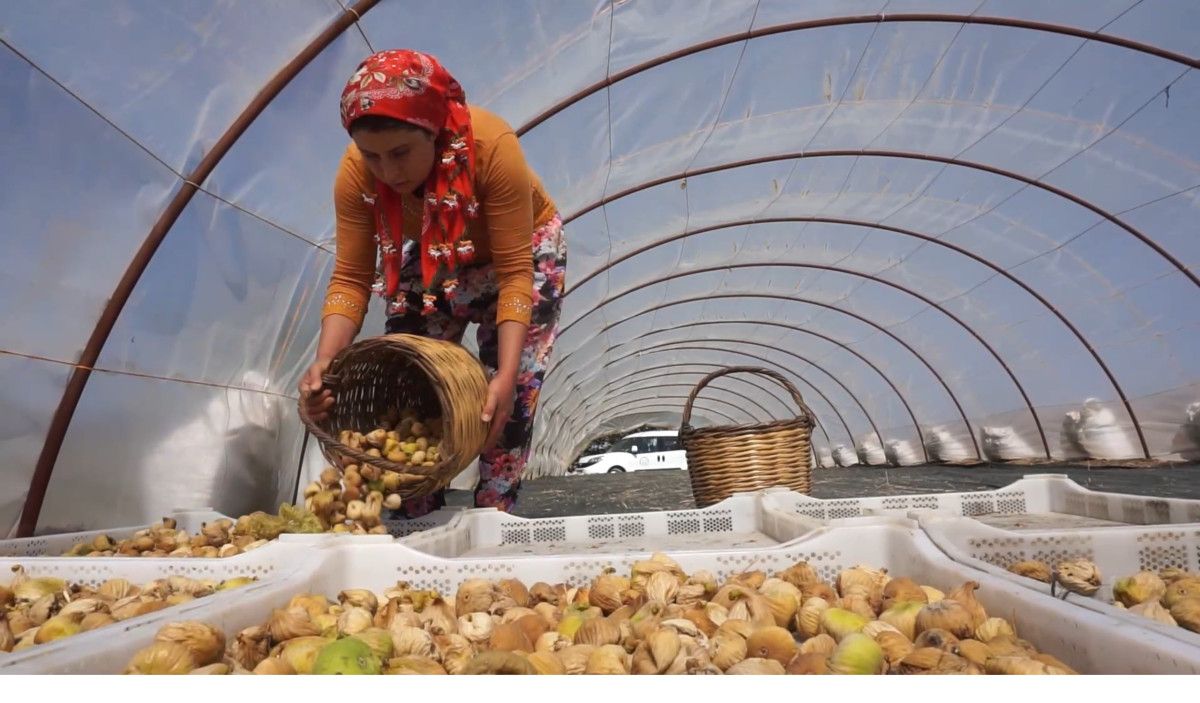 İzmir’in incir üretim merkezi Tire’de, yeni sezon öncesi hazırlıklar hız kazanırken, 2025 incir sezonu için belirlenen işçi ücretleri dikkat çekiyor. Tire Ziraat Odası, yakın zamanda yaptığı toplantı sonucunda yeni tarife kararlarını kamuoyuyla paylaştı.