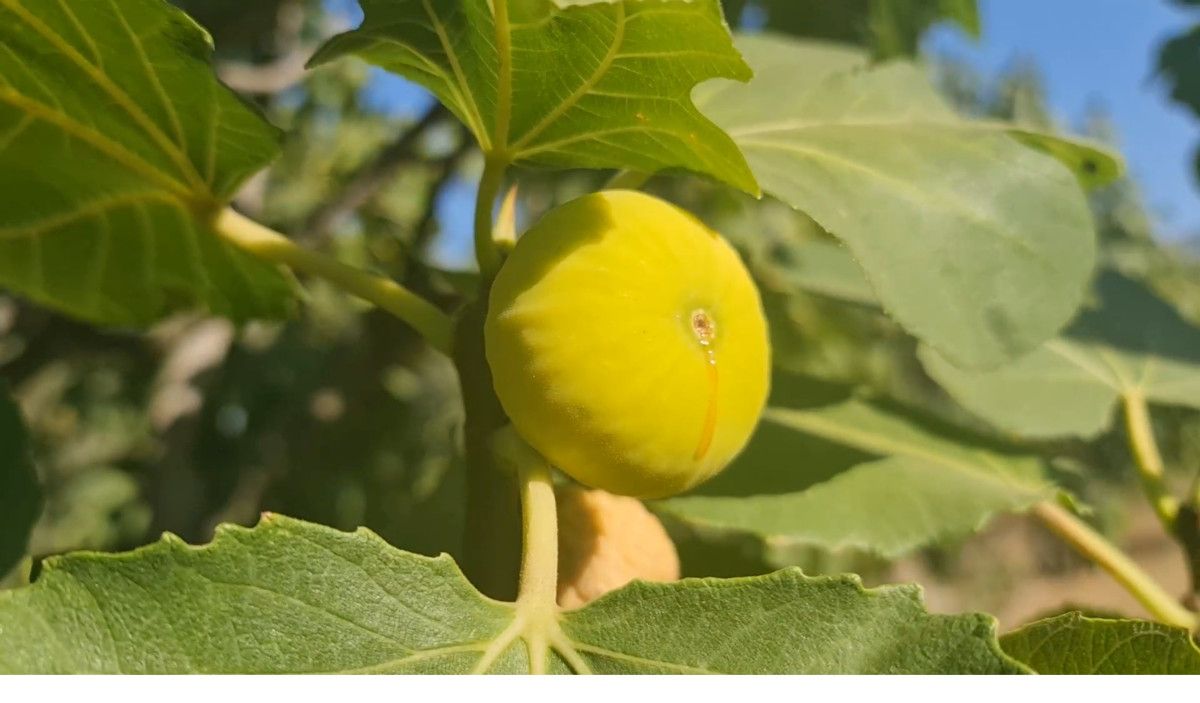 İzmir’in incir üretim merkezi Tire’de, yeni sezon öncesi hazırlıklar hız kazanırken, 2025 incir sezonu için belirlenen işçi ücretleri dikkat çekiyor. Tire Ziraat Odası, yakın zamanda yaptığı toplantı sonucunda yeni tarife kararlarını kamuoyuyla paylaştı.