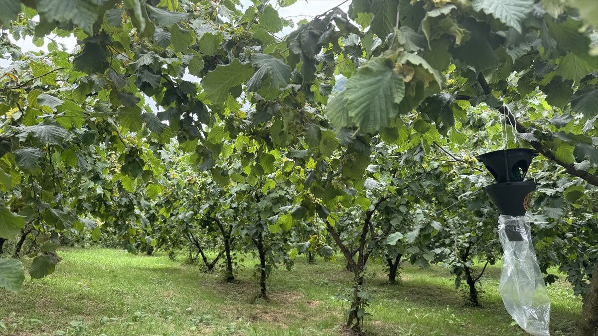 Karadeniz’in Fındık Bahçelerinde Hasat Öncesi Son Hazırlıklar Tamamlanıyor