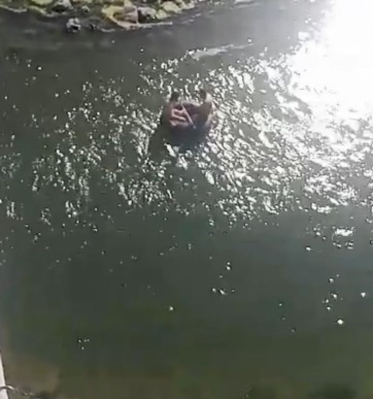 Tokat'ta traktör şambreli ile rafting