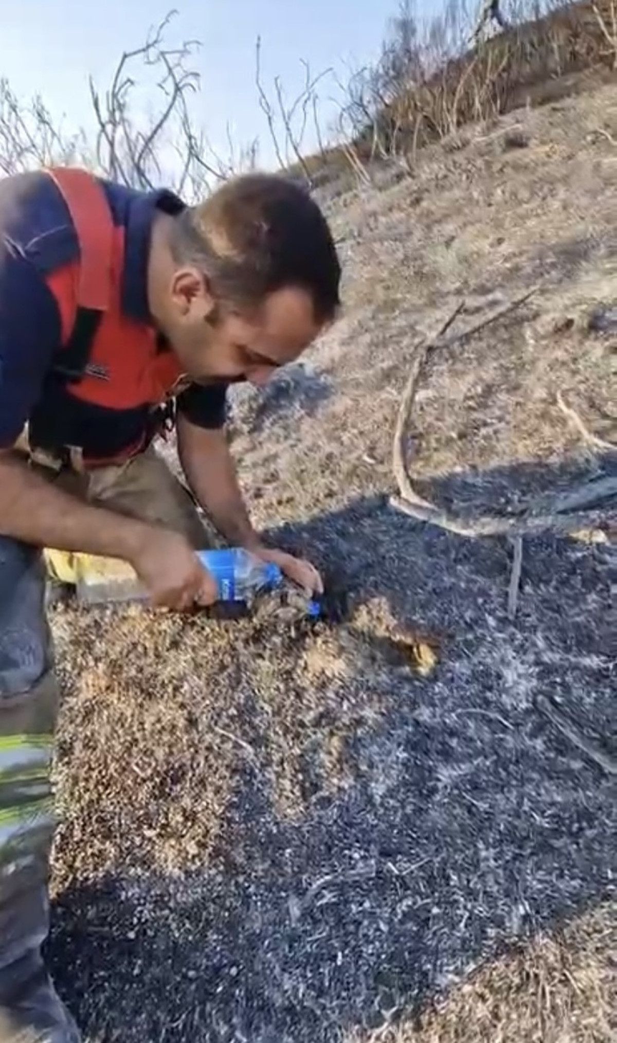 Hatay'da itfaiyeci, alevler arasında kalan kaplumbağayı kurtardı