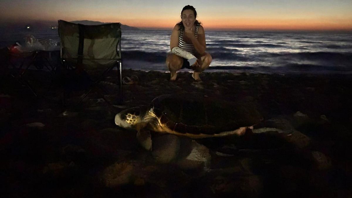 Kuşadası'nda yılın ilk caretta caretta yavruları sürpriz yuvadan çıktı