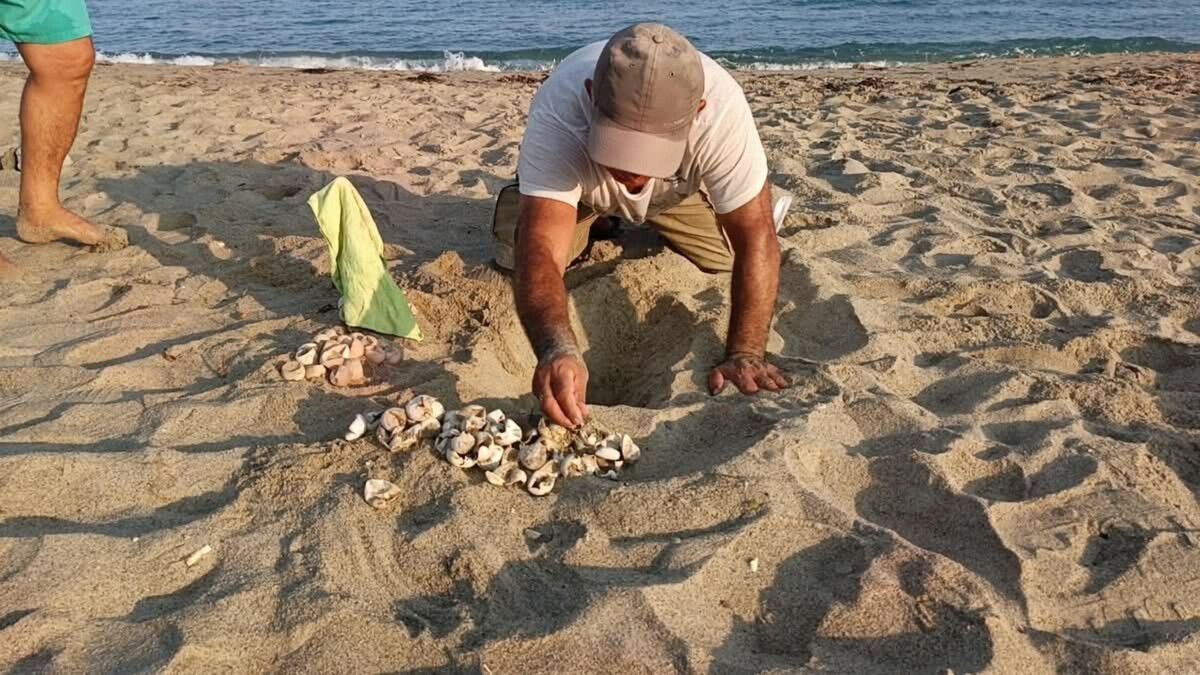 Kuşadası'nda yılın ilk caretta caretta yavruları sürpriz yuvadan çıktı