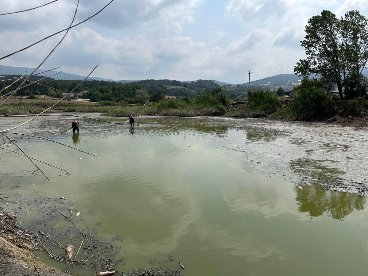 Bolu'da çırpınan onlarca balık kurtarıldı