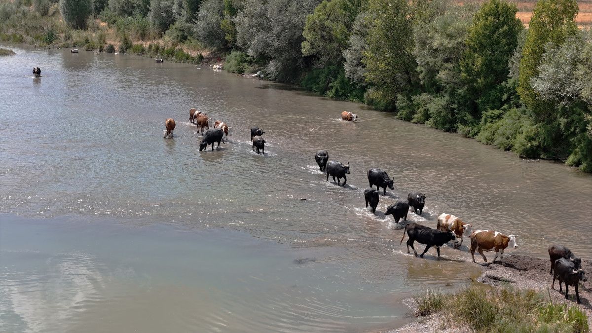 Mandalar ve İnekler Serinlemek İçin Kızılırmak'a Akın Etti
