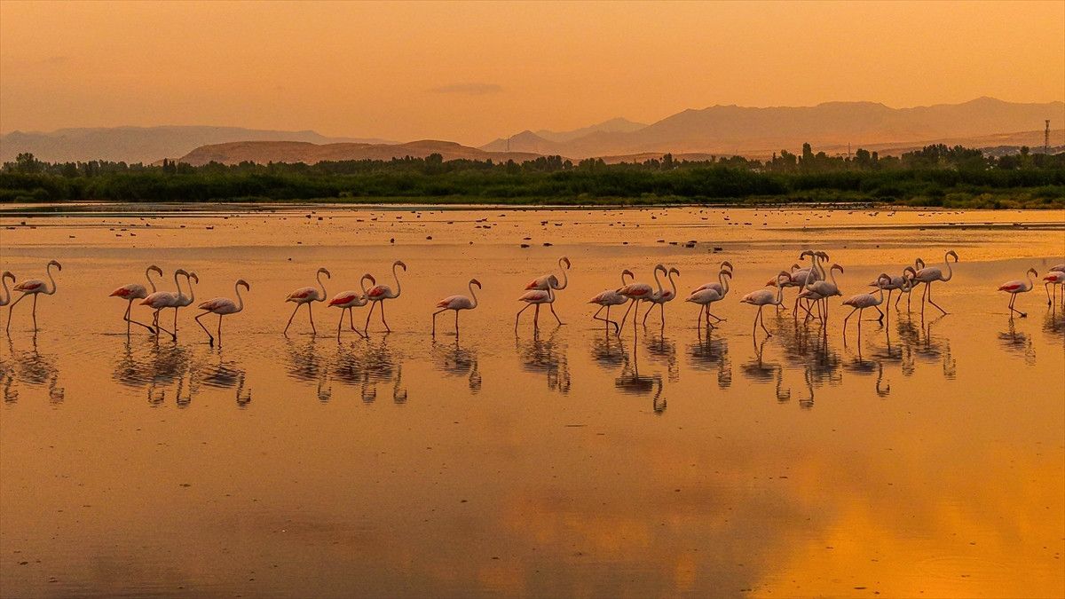 Flamingoları Yakından İzleyen ve Fotoğraflayan Doğa Severler