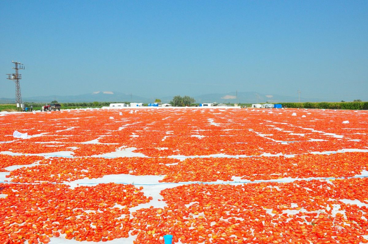 Manisa'da kurutulan domatesler Avrupa ülkelerine ihraç ediliyor