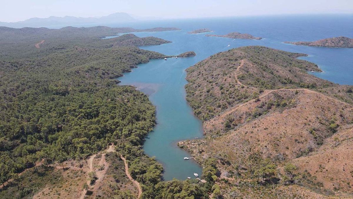 Marmaris'teki yangınlar sonrası doğa yeniden can buluyor