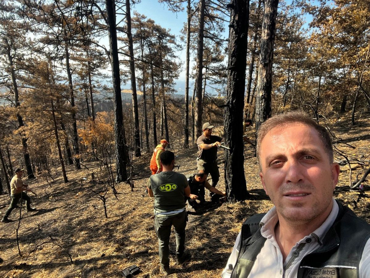 Sakarya'da yanan ormanlık alanlar tekrar hayata dönüyor