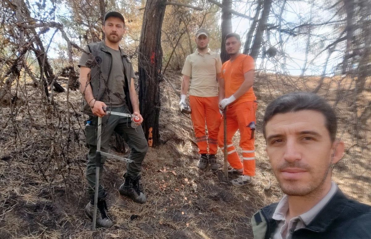 Sakarya'da yanan ormanlık alanlar tekrar hayata dönüyor