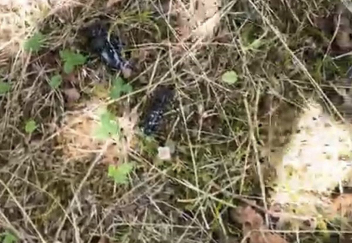 Trabzon'da turunçgil uzun antenli böceği ile mücadele için bahçeler sökülüyor