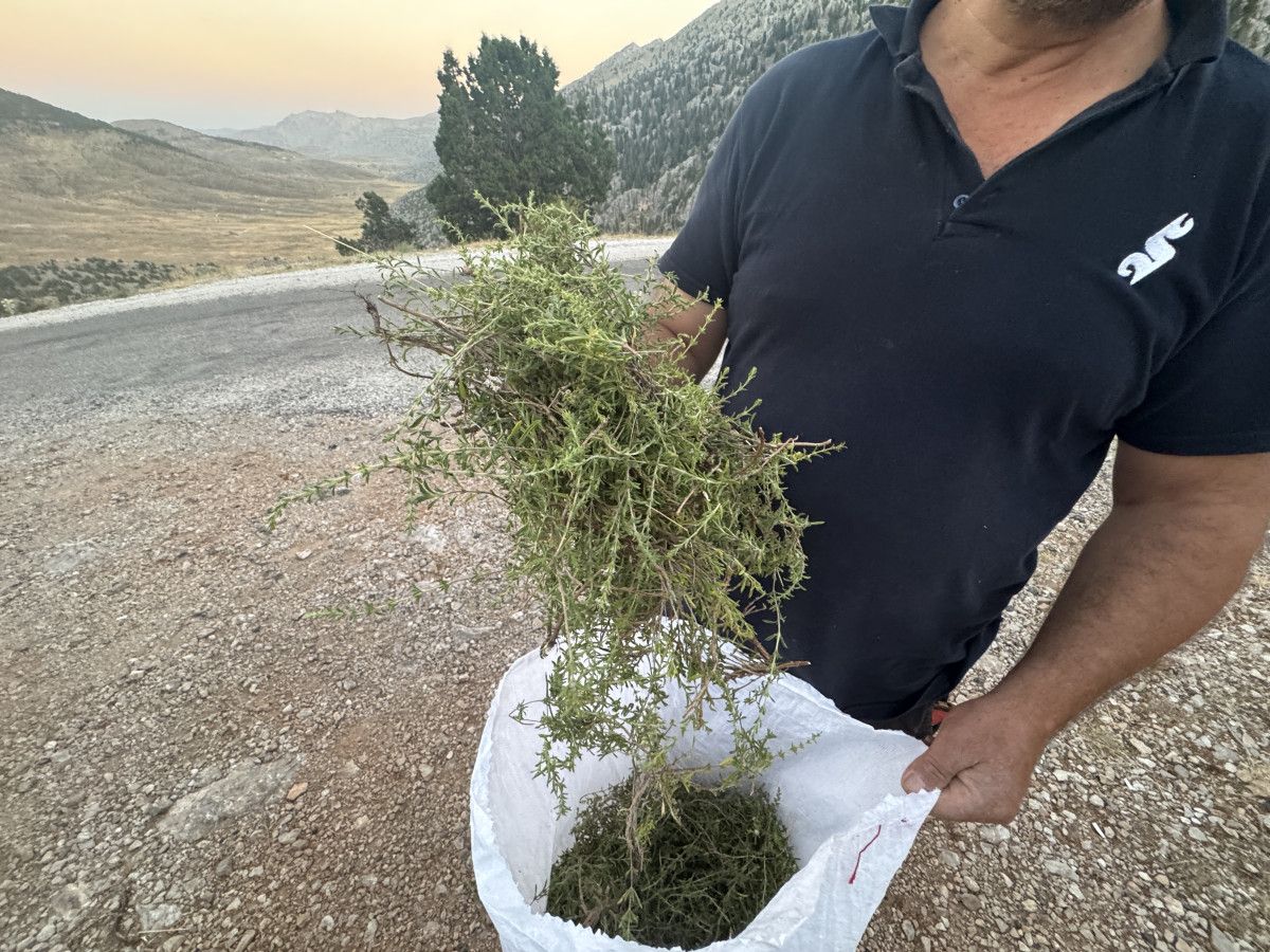 Antalya'da şifalı taş kekiği için bin 800 rakımlı yaylaya çıkıyorlar