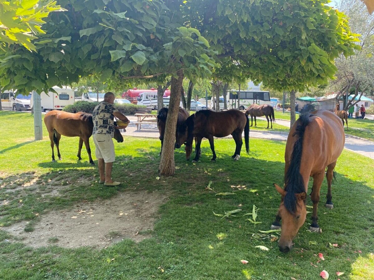 Manisa'da yılkı atları kent merkezine indi