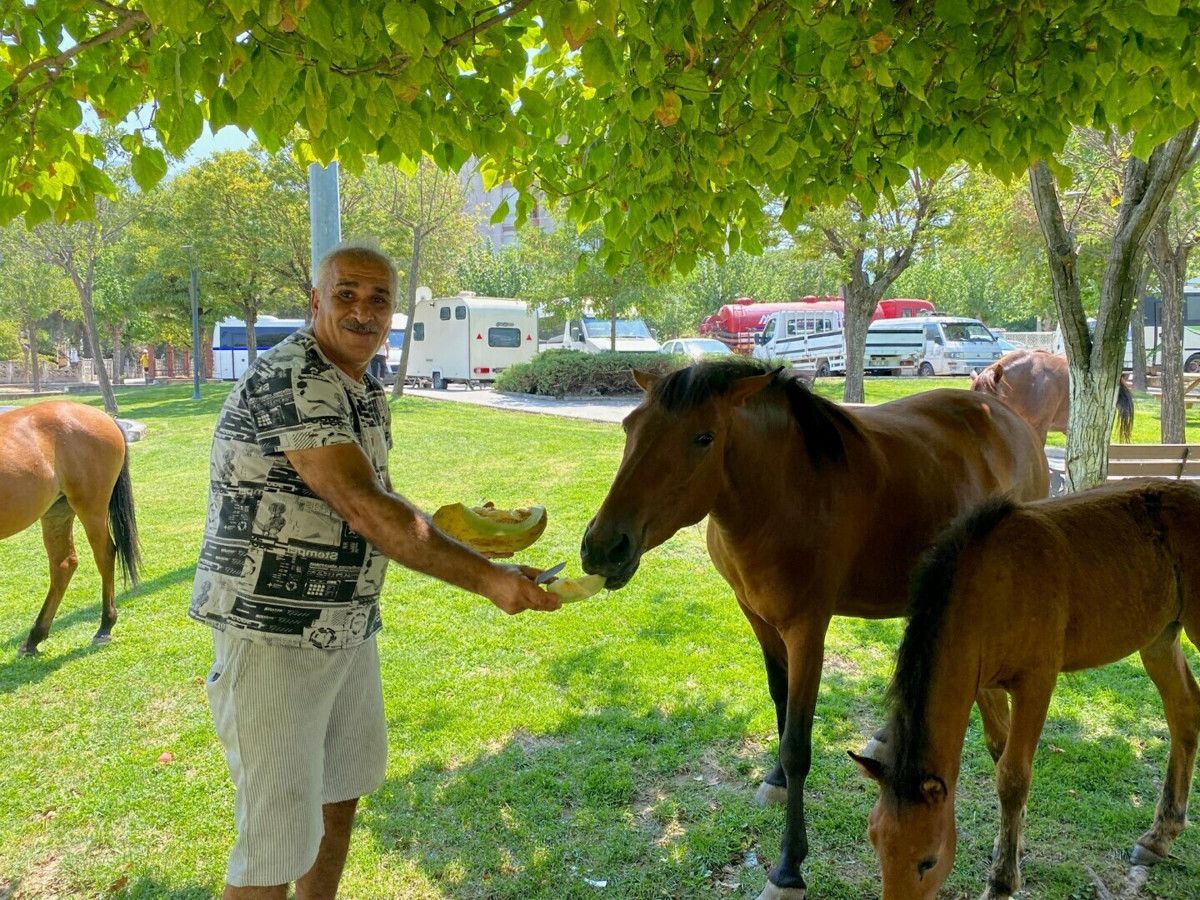 Manisa'da yılkı atları kent merkezine indi