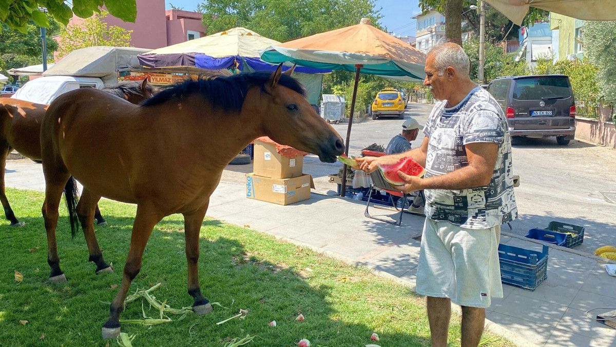 Manisa'da yılkı atları kent merkezine indi