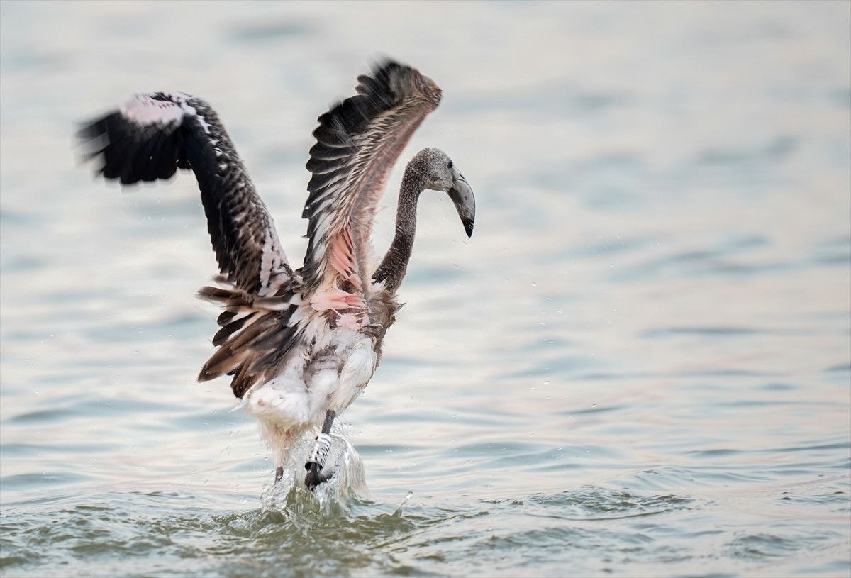 İzmir'deki 650 yavru flamingo halkalandı