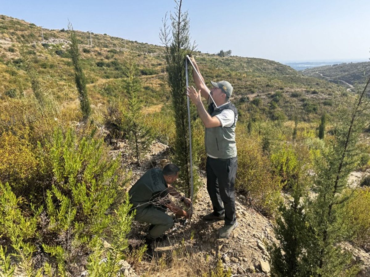 Manavgat'ta yanan ormanlık alanlar, yeşermeye başladı