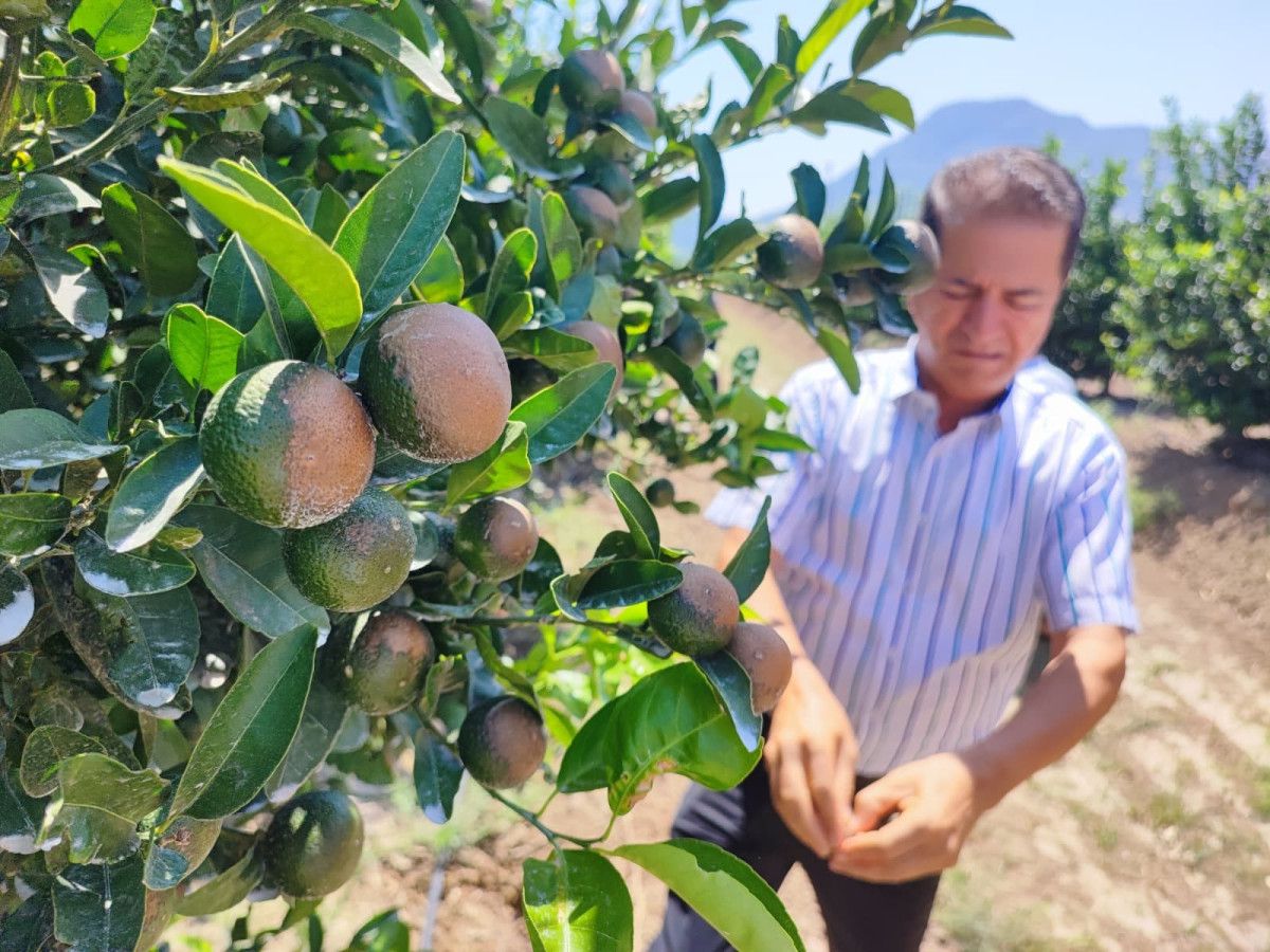 Adana'da rekor sıcaklıklar narenciye ürünlerinde yanıklar oluşturdu - Son Dakika Türkiye Haberleri