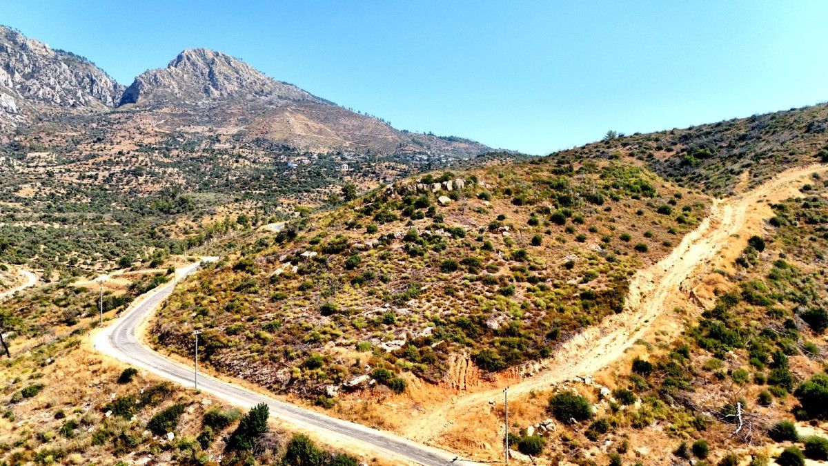 Muğla'da küle dönen ormanlar, 5 yılda yeniden hayat buldu