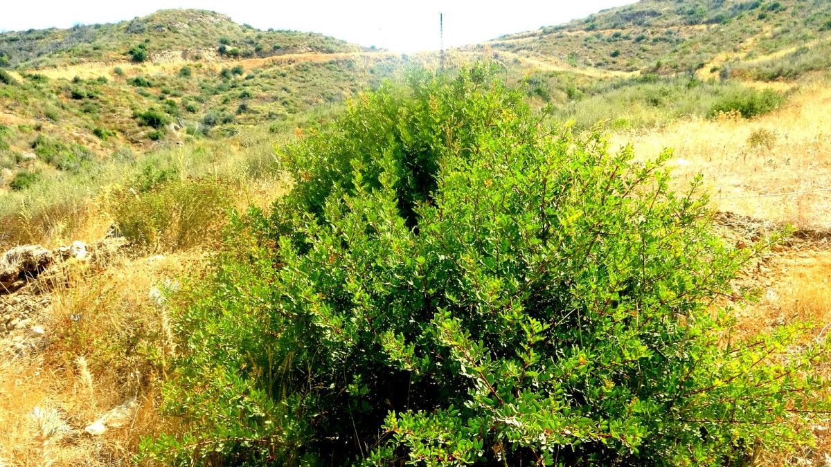 Muğla'da küle dönen ormanlar, 5 yılda yeniden hayat buldu