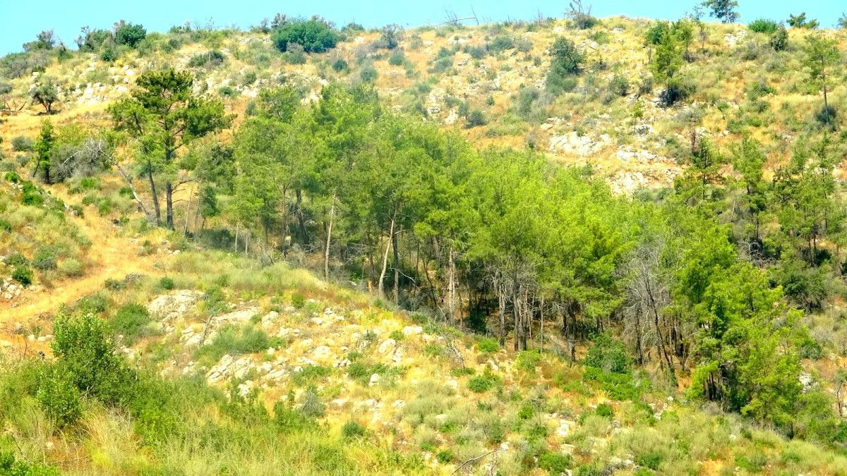Muğla'da küle dönen ormanlar, 5 yılda yeniden hayat buldu
